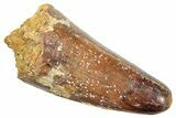 Cretaceous Fossil Crocodile Tooth - Morocco #245127-1